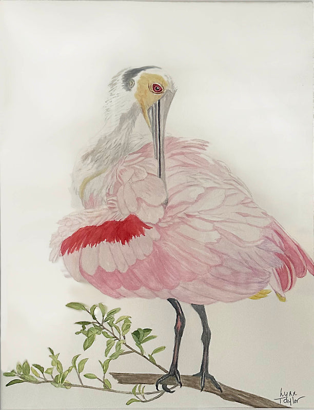 Roseate Spoonbill