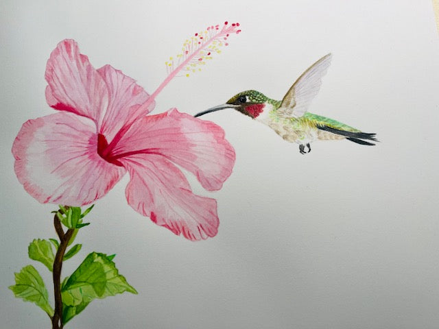 Don't Fly Away (hummingbird)